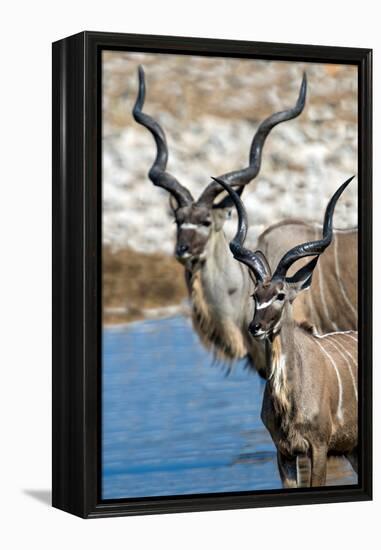 Greater Kudu (Tragelaphus strepsiceros), Etosha National Park, Namibia-null-Framed Premier Image Canvas