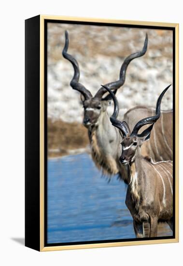 Greater Kudu (Tragelaphus strepsiceros), Etosha National Park, Namibia-null-Framed Premier Image Canvas