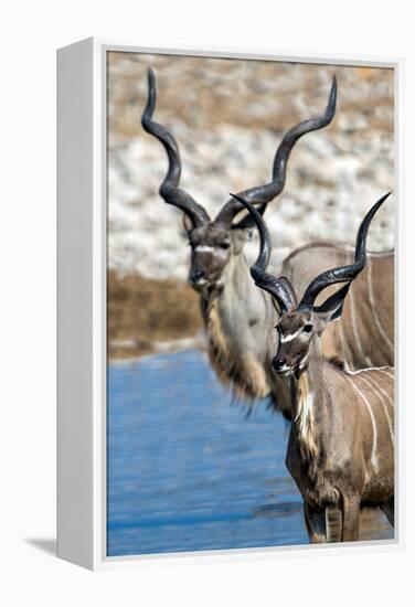 Greater Kudu (Tragelaphus strepsiceros), Etosha National Park, Namibia-null-Framed Premier Image Canvas