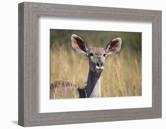 Greater Kudu (Tragelaphus Strepsiceros) Female, Kruger National Park, South Africa, Africa-Ann & Steve Toon-Framed Photographic Print