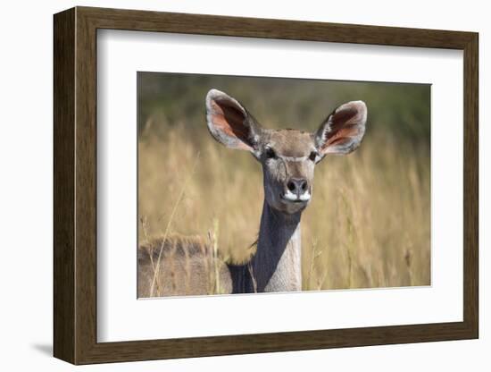 Greater Kudu (Tragelaphus Strepsiceros) Female, Kruger National Park, South Africa, Africa-Ann & Steve Toon-Framed Photographic Print