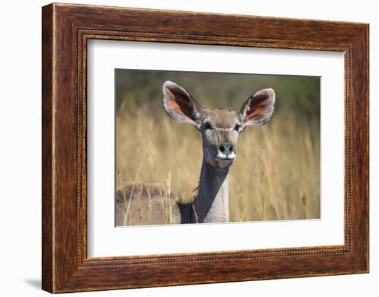 Greater Kudu (Tragelaphus Strepsiceros) Female, Kruger National Park, South Africa, Africa-Ann & Steve Toon-Framed Photographic Print