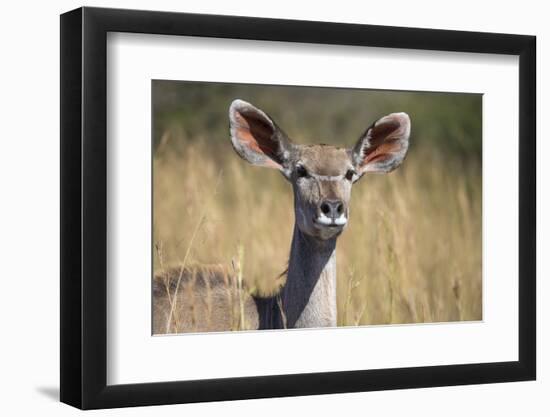 Greater Kudu (Tragelaphus Strepsiceros) Female, Kruger National Park, South Africa, Africa-Ann & Steve Toon-Framed Photographic Print