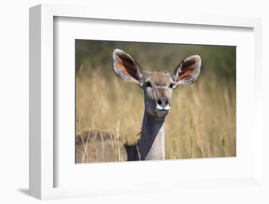 Greater Kudu (Tragelaphus Strepsiceros) Female, Kruger National Park, South Africa, Africa-Ann & Steve Toon-Framed Photographic Print