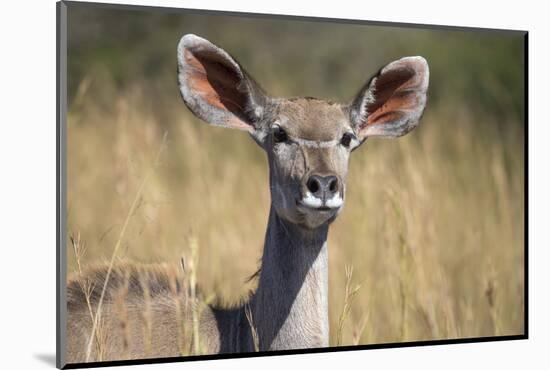 Greater Kudu (Tragelaphus Strepsiceros) Female, Kruger National Park, South Africa, Africa-Ann & Steve Toon-Mounted Photographic Print