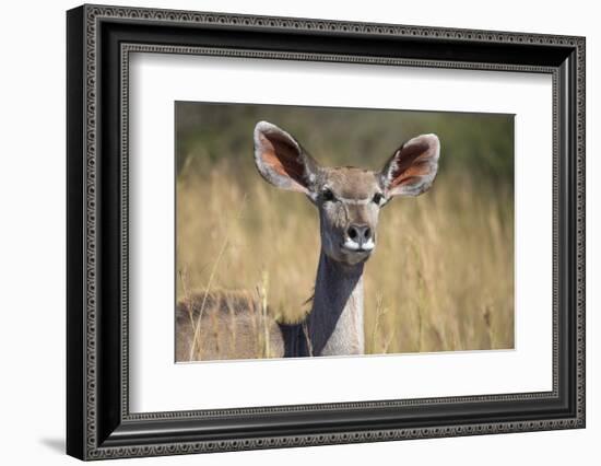 Greater Kudu (Tragelaphus Strepsiceros) Female, Kruger National Park, South Africa, Africa-Ann & Steve Toon-Framed Photographic Print