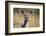 Greater Kudu (Tragelaphus Strepsiceros) Female, Kruger National Park, South Africa, Africa-Ann & Steve Toon-Framed Photographic Print