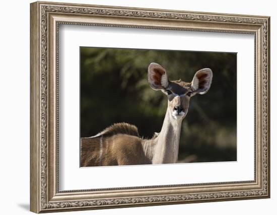 Greater kudu (Tragelaphus strepsiceros), Kalahari, Botswana, Africa-Sergio Pitamitz-Framed Photographic Print