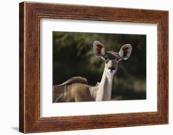 Greater kudu (Tragelaphus strepsiceros), Kalahari, Botswana, Africa-Sergio Pitamitz-Framed Photographic Print