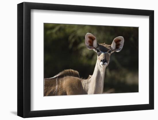 Greater kudu (Tragelaphus strepsiceros), Kalahari, Botswana, Africa-Sergio Pitamitz-Framed Photographic Print