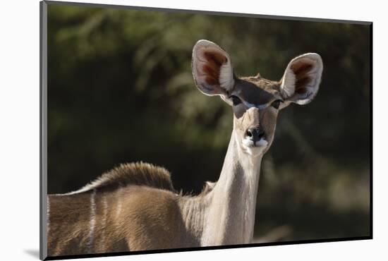 Greater kudu (Tragelaphus strepsiceros), Kalahari, Botswana, Africa-Sergio Pitamitz-Mounted Photographic Print