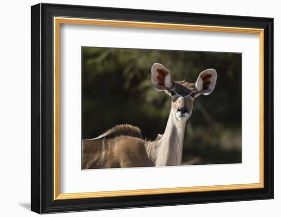 Greater kudu (Tragelaphus strepsiceros), Kalahari, Botswana, Africa-Sergio Pitamitz-Framed Photographic Print