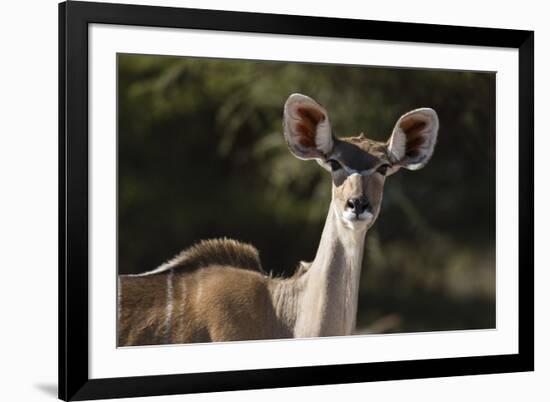Greater kudu (Tragelaphus strepsiceros), Kalahari, Botswana, Africa-Sergio Pitamitz-Framed Photographic Print