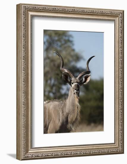 Greater kudu (Tragelaphus strepsiceros), Kalahari, Botswana, Africa-Sergio Pitamitz-Framed Photographic Print