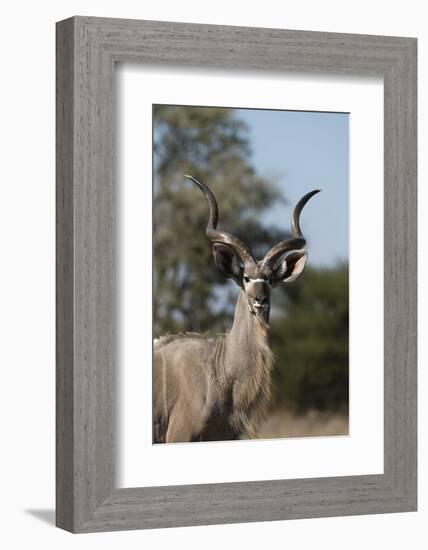 Greater kudu (Tragelaphus strepsiceros), Kalahari, Botswana, Africa-Sergio Pitamitz-Framed Photographic Print