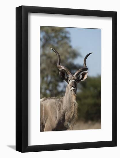 Greater kudu (Tragelaphus strepsiceros), Kalahari, Botswana, Africa-Sergio Pitamitz-Framed Photographic Print