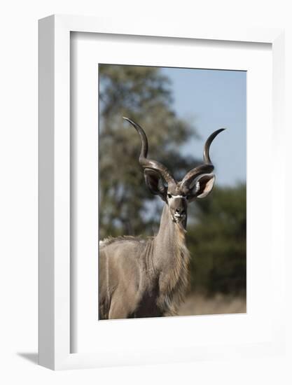 Greater kudu (Tragelaphus strepsiceros), Kalahari, Botswana, Africa-Sergio Pitamitz-Framed Photographic Print