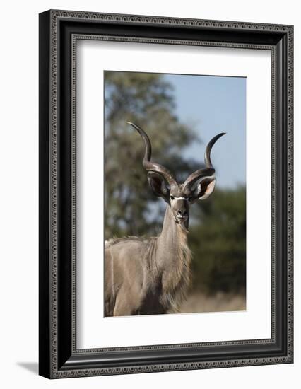 Greater kudu (Tragelaphus strepsiceros), Kalahari, Botswana, Africa-Sergio Pitamitz-Framed Photographic Print