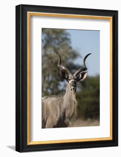 Greater kudu (Tragelaphus strepsiceros), Kalahari, Botswana, Africa-Sergio Pitamitz-Framed Photographic Print