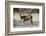 Greater kudu (Tragelaphus strepsiceros), Kalahari, Botswana, Africa-Sergio Pitamitz-Framed Photographic Print