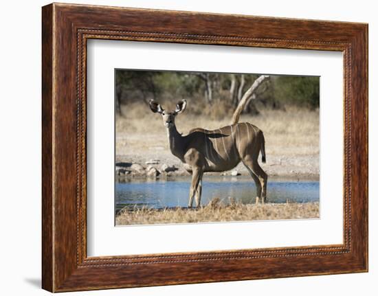 Greater kudu (Tragelaphus strepsiceros), Kalahari, Botswana, Africa-Sergio Pitamitz-Framed Photographic Print