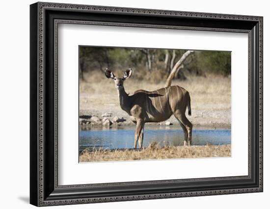 Greater kudu (Tragelaphus strepsiceros), Kalahari, Botswana, Africa-Sergio Pitamitz-Framed Photographic Print