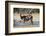 Greater kudu (Tragelaphus strepsiceros), Kalahari, Botswana, Africa-Sergio Pitamitz-Framed Photographic Print