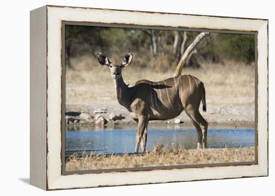 Greater kudu (Tragelaphus strepsiceros), Kalahari, Botswana, Africa-Sergio Pitamitz-Framed Premier Image Canvas