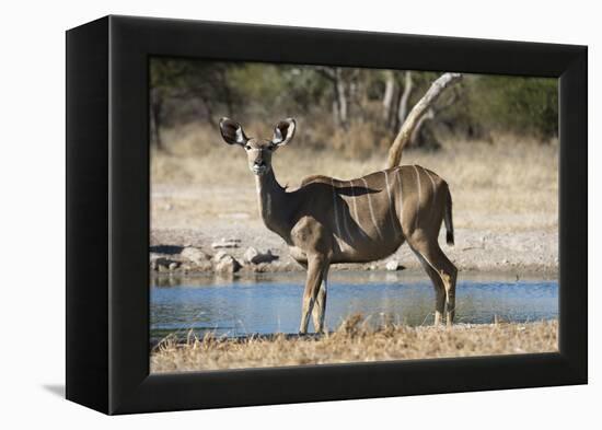 Greater kudu (Tragelaphus strepsiceros), Kalahari, Botswana, Africa-Sergio Pitamitz-Framed Premier Image Canvas