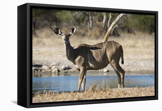 Greater kudu (Tragelaphus strepsiceros), Kalahari, Botswana, Africa-Sergio Pitamitz-Framed Premier Image Canvas