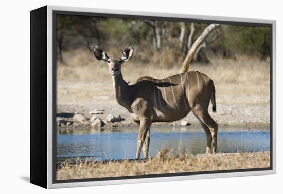 Greater kudu (Tragelaphus strepsiceros), Kalahari, Botswana, Africa-Sergio Pitamitz-Framed Premier Image Canvas