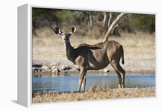 Greater kudu (Tragelaphus strepsiceros), Kalahari, Botswana, Africa-Sergio Pitamitz-Framed Premier Image Canvas