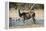 Greater kudu (Tragelaphus strepsiceros), Kalahari, Botswana, Africa-Sergio Pitamitz-Framed Premier Image Canvas