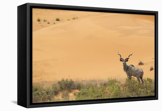 Greater Kudu (Tragelaphus Strepsiceros) Male by Sand Dunes-Staffan Widstrand-Framed Premier Image Canvas