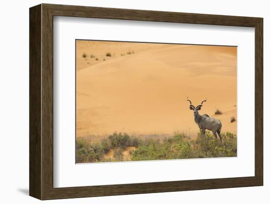 Greater Kudu (Tragelaphus Strepsiceros) Male by Sand Dunes-Staffan Widstrand-Framed Photographic Print