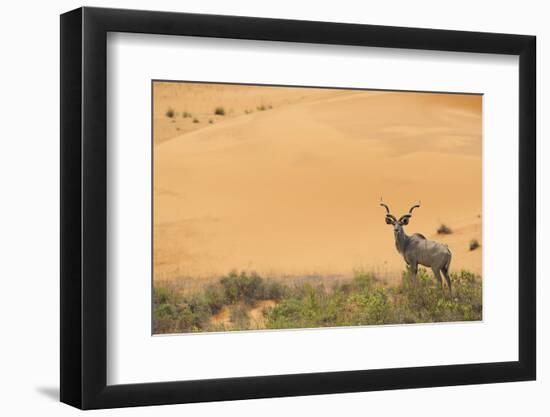 Greater Kudu (Tragelaphus Strepsiceros) Male by Sand Dunes-Staffan Widstrand-Framed Photographic Print