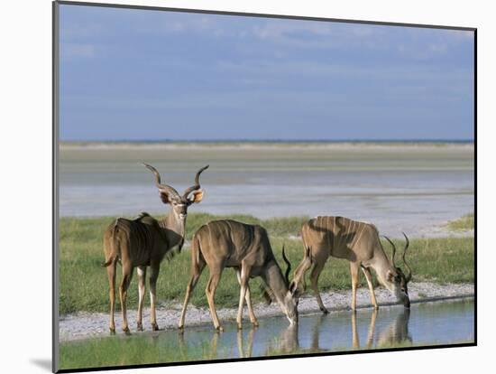 Greater Kudu (Tragelaphus Strepsiceros) Males at Seasonal Water on Etosha Pan, Namibia, Africa-Steve & Ann Toon-Mounted Photographic Print