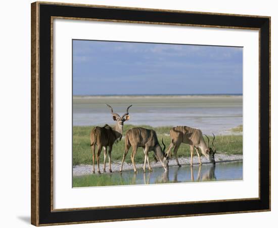 Greater Kudu (Tragelaphus Strepsiceros) Males at Seasonal Water on Etosha Pan, Namibia, Africa-Steve & Ann Toon-Framed Photographic Print