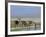 Greater Kudu (Tragelaphus Strepsiceros) Males at Seasonal Water on Etosha Pan, Namibia, Africa-Steve & Ann Toon-Framed Photographic Print