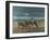 Greater Kudus-Harro Maass-Framed Giclee Print