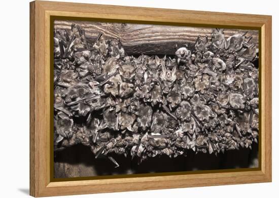 Greater Mouse-Eared Bat (Myotis Myotis)-Kerstin Hinze-Framed Premier Image Canvas