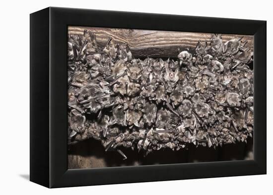 Greater Mouse-Eared Bat (Myotis Myotis)-Kerstin Hinze-Framed Premier Image Canvas