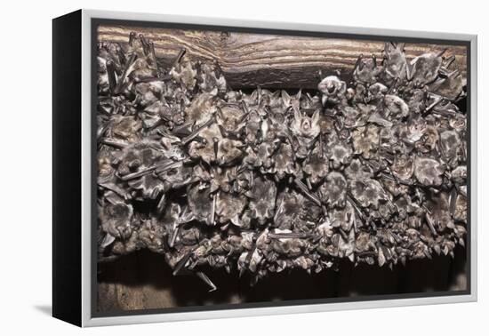 Greater Mouse-Eared Bat (Myotis Myotis)-Kerstin Hinze-Framed Premier Image Canvas