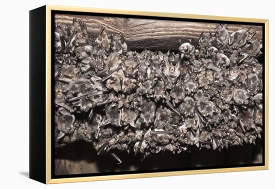Greater Mouse-Eared Bat (Myotis Myotis)-Kerstin Hinze-Framed Premier Image Canvas