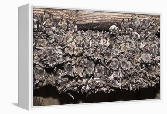 Greater Mouse-Eared Bat (Myotis Myotis)-Kerstin Hinze-Framed Premier Image Canvas