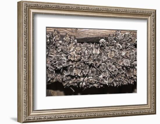 Greater Mouse-Eared Bat (Myotis Myotis)-Kerstin Hinze-Framed Photographic Print