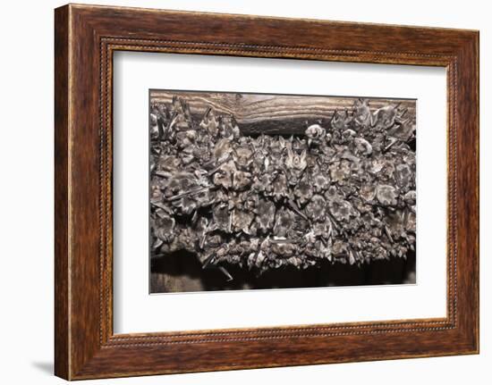 Greater Mouse-Eared Bat (Myotis Myotis)-Kerstin Hinze-Framed Photographic Print