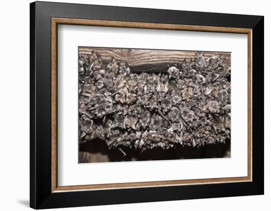 Greater Mouse-Eared Bat (Myotis Myotis)-Kerstin Hinze-Framed Photographic Print