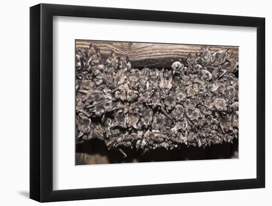 Greater Mouse-Eared Bat (Myotis Myotis)-Kerstin Hinze-Framed Photographic Print