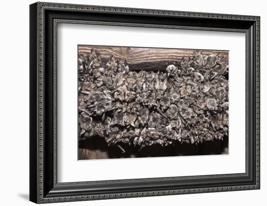 Greater Mouse-Eared Bat (Myotis Myotis)-Kerstin Hinze-Framed Photographic Print